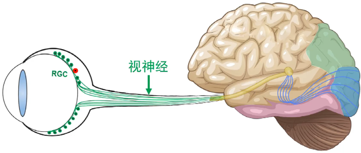 Section 4 Image